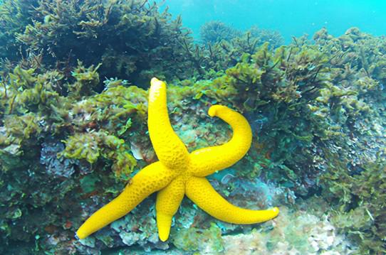 Hondarribia acogió el Campeonato Navarro de Fotografía Submarina